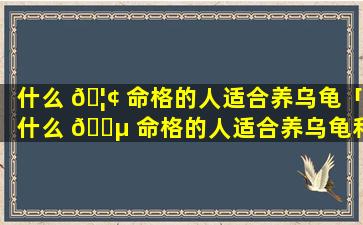 什么 🦢 命格的人适合养乌龟「什么 🌵 命格的人适合养乌龟和鱼」